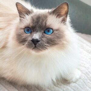 Birman