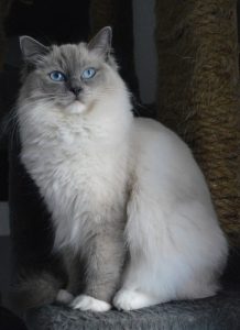 Ragdoll with blue eyes