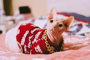 Sphynx