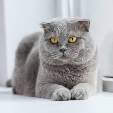 Scottish fold cat