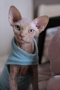 sphynx
