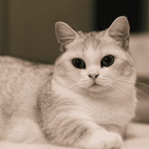 Munchkin
