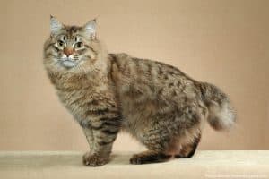 American bobtail