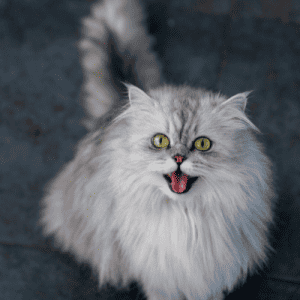 Persian Cats