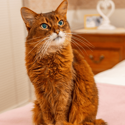 Somali cat