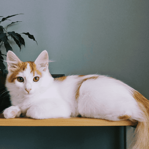 Turkish Van