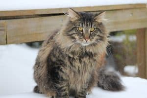 Norwegian Forest Cat