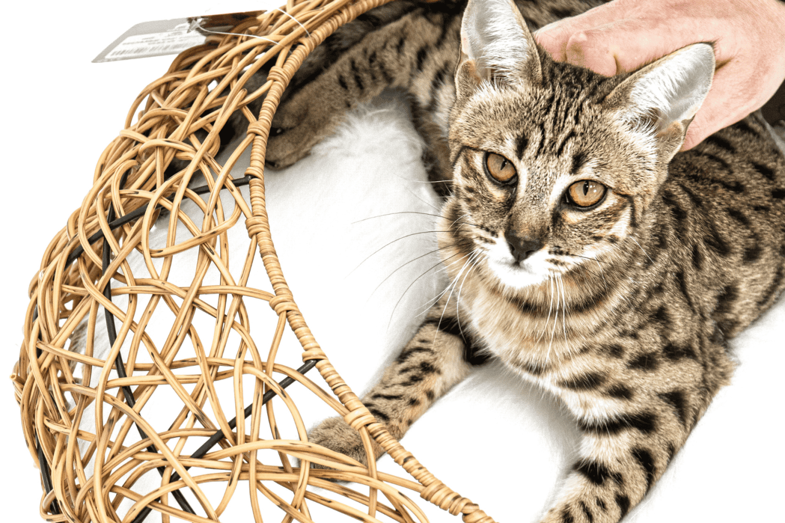 Best Outdoor Cat Breeds 15 Cats That Love Outdoors