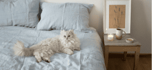 Best indoor cat breeds