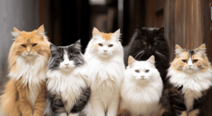 how many cat breeds are there?