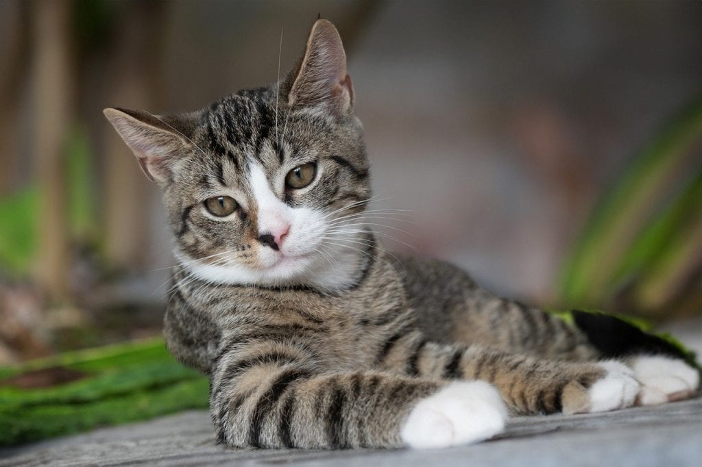 Best Outdoor Cat Breeds 15 Cats That Love Outdoors
