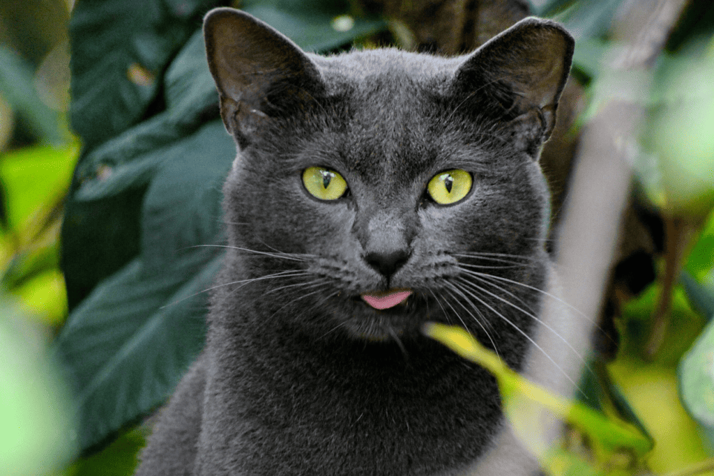 Best Outdoor Cat Breeds 15 Cats That Love Outdoors