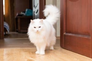 Turkish Angora cat