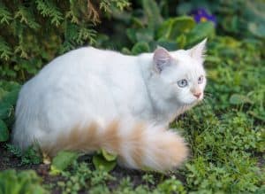 Turkish Van cat in a garden