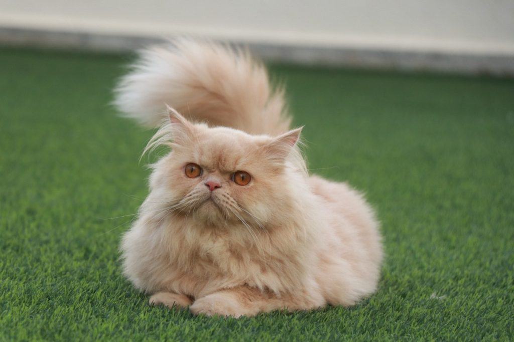 persian cat with fluffy tail