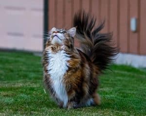maine coon