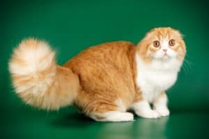 scottish fold longhair