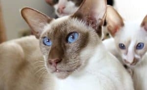 color point shorthair