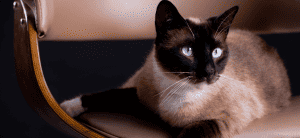 Siamese cat