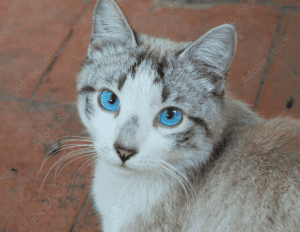 Ojos Azules Cat