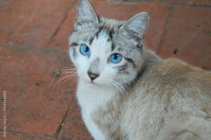 Ojos Azules