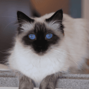 balinese cat