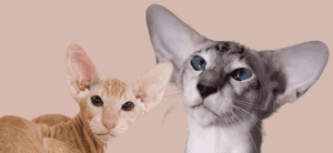 cat breeds with big ears
