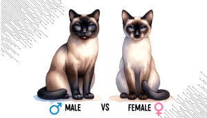 Male vs Female Siamese Cats