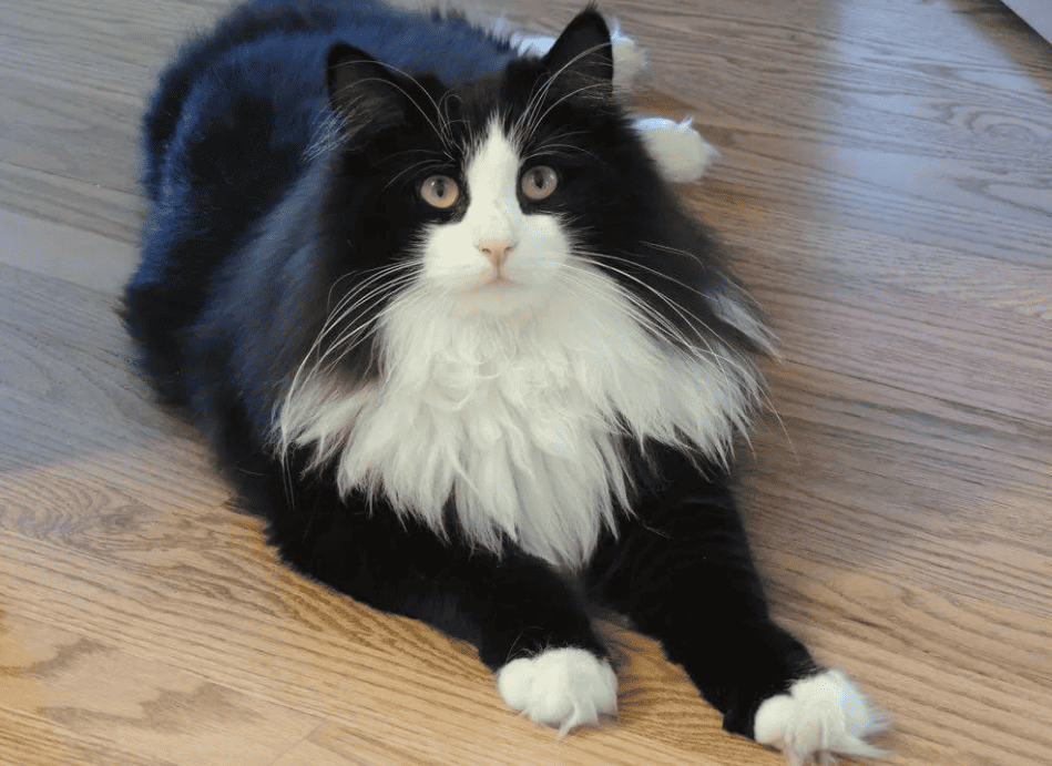 Maine Coon cat