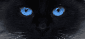 What cat breeds have blue eyes