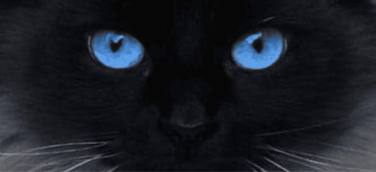 What cat breeds have blue eyes