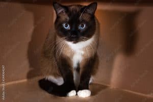 snowshoe cat