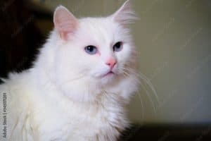 turkish angora cat