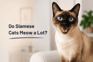 Do Siamese Cats Meow a Lot