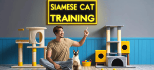 How to train a Siamese cat
