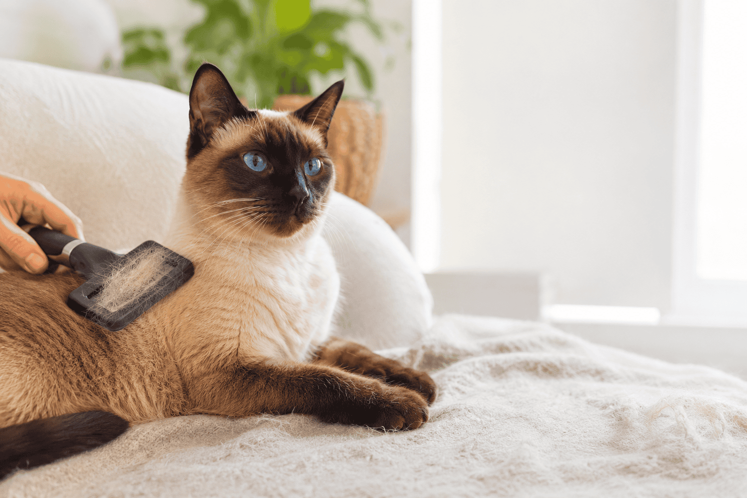 Do Siamese cats shed