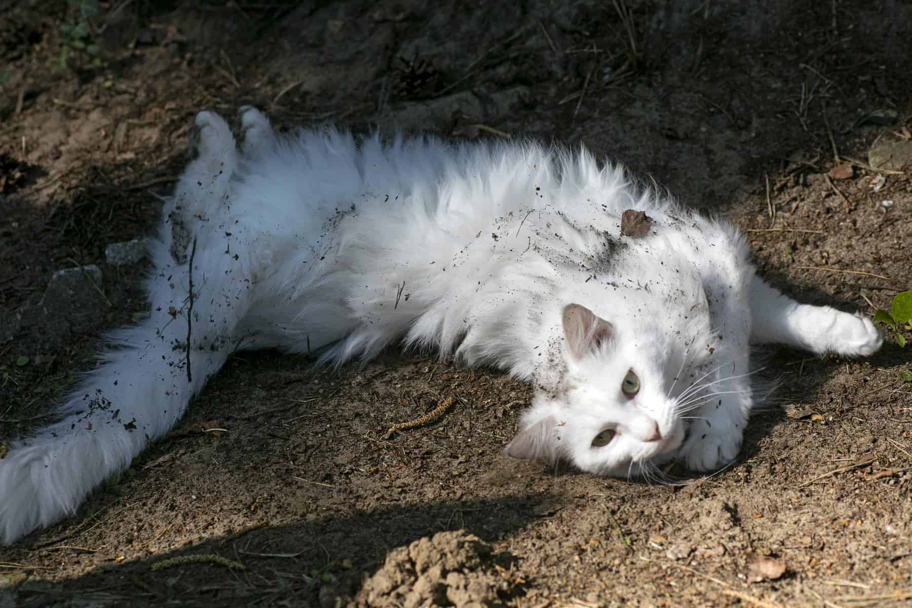 Why Do Cats Roll In Dirt? Reasons Revealed!