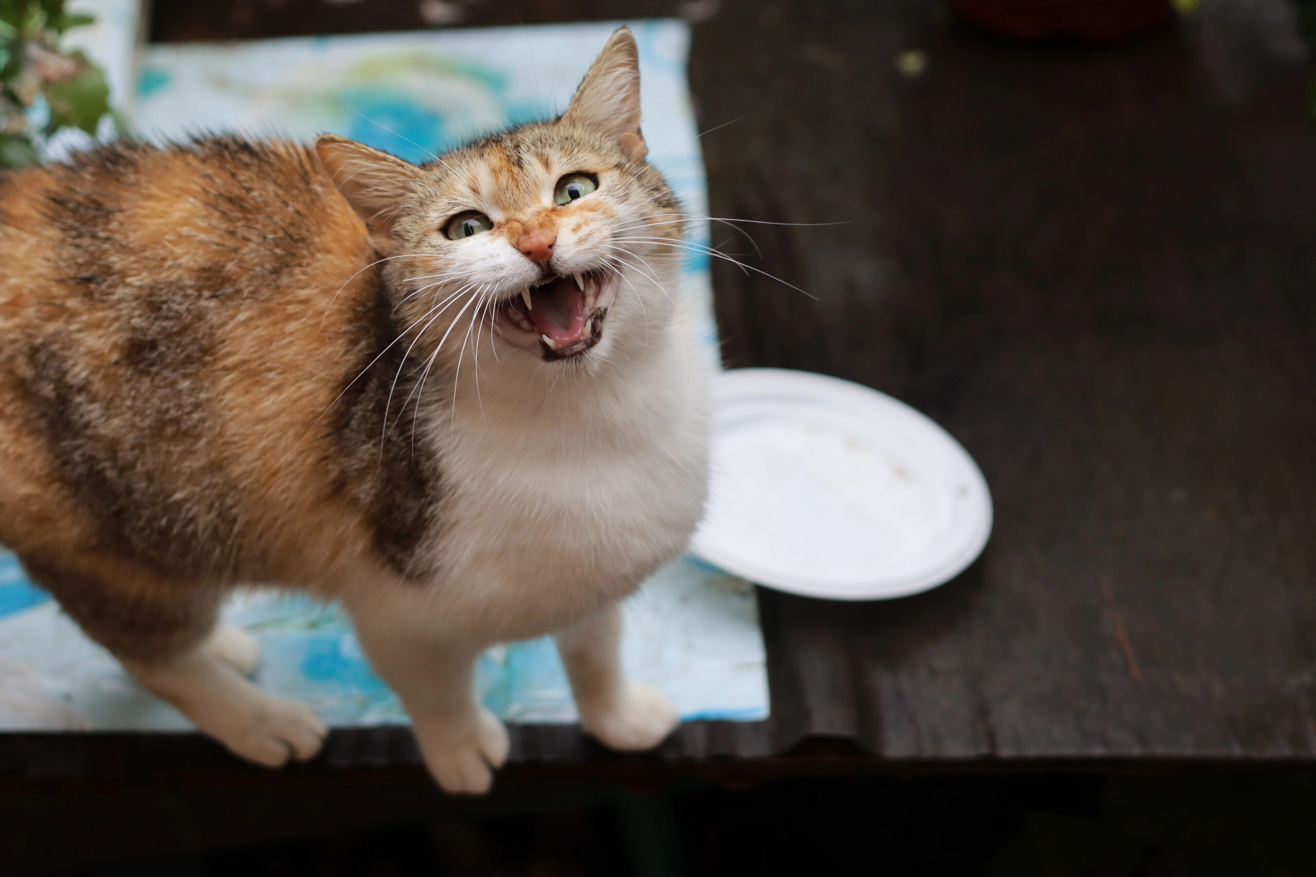 hungry cat yowling for food