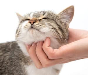petting cat on the head and chin