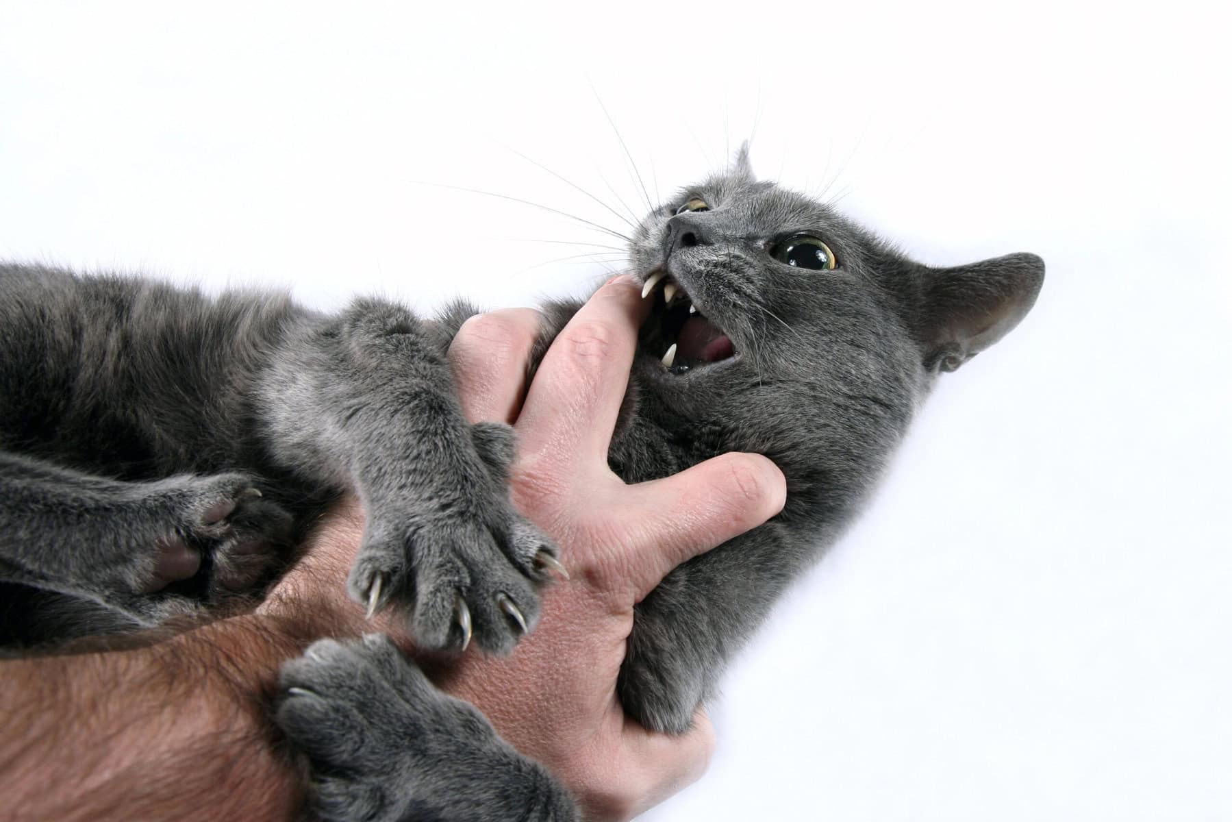 cat play aggression- Cat biting hand while playing