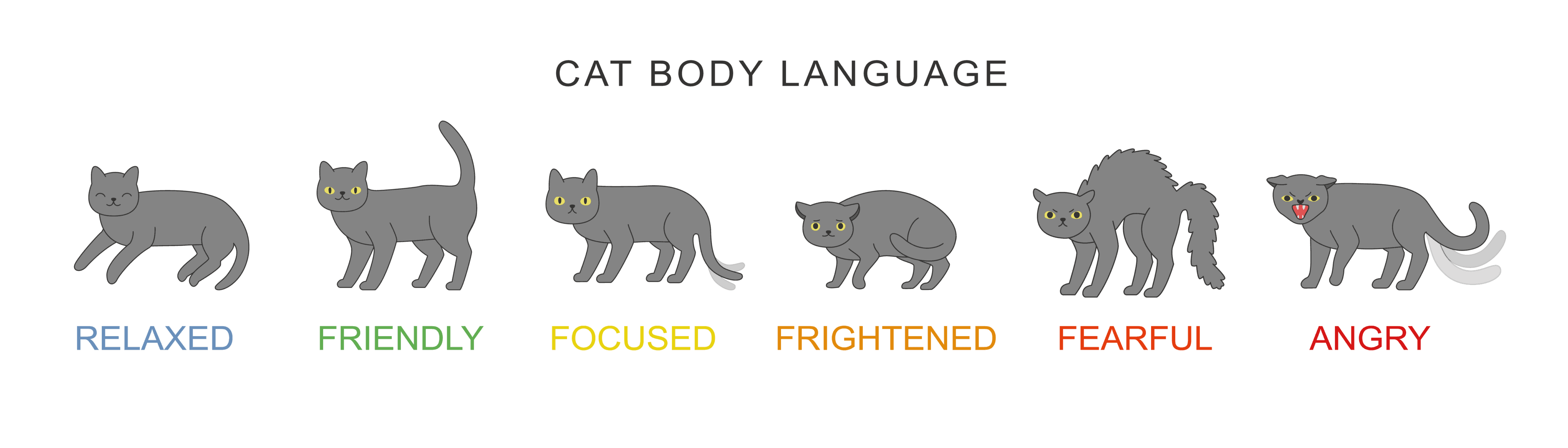 cat body language