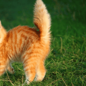 puff up tail -signs of aggression