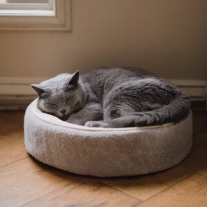 cat resting in own bed 