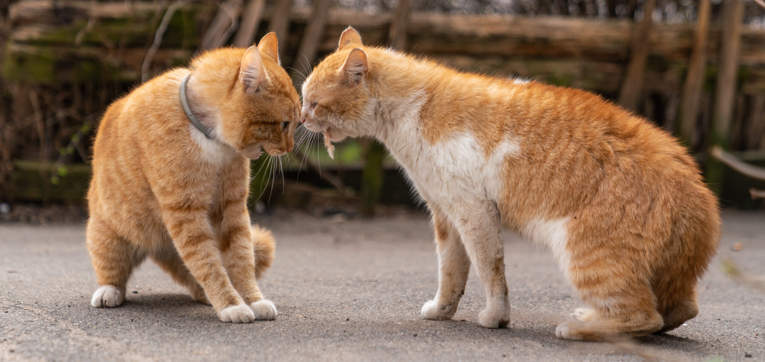 territorial aggression in cats