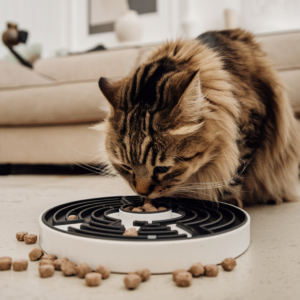 cat eating from a slow feeder