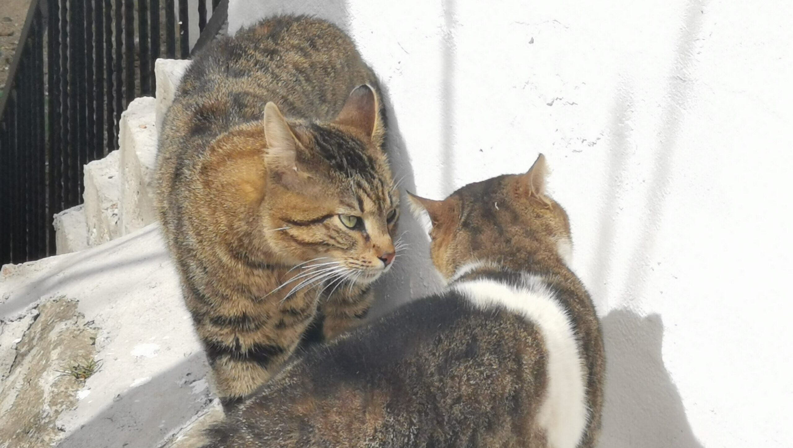 cat showing non-recognition aggression