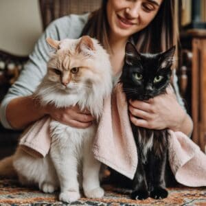 rubbing cats with towels to mix scents