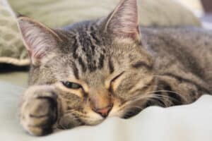 cat sleeping with one eye open
