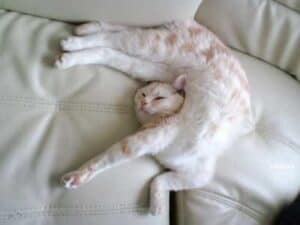cat in a contorted sleeping position