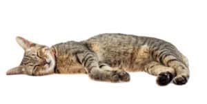 cat sleeping in a side position